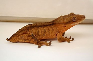 #CrestedGecko #GekonOrzęsiony #RhacodactylusCiliatus