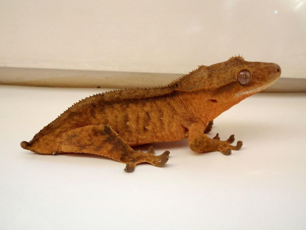 #CrestedGecko #GekonOrzęsiony #RhacodactylusCiliatus