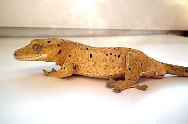 #CrestedGecko #GekonOrzęsiony #RhacodactylusCiliatus