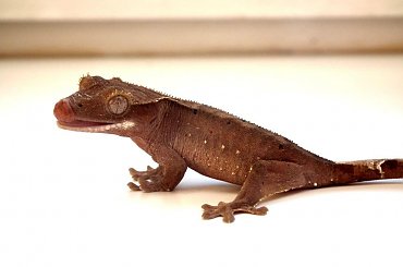 #CrestedGecko #GekonOrzęsiony #RhacodactylusCiliatus