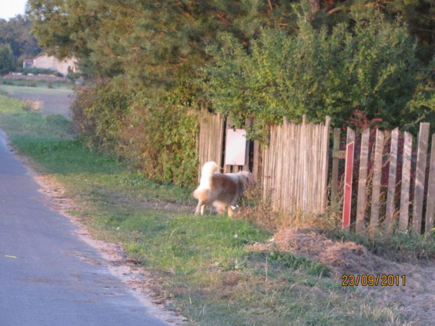 a kiedy ją dopadła to biegiem do chaty