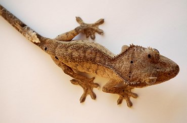 #CrestedGecko #GekonOrzęsiony #RhacodactylusCiliatus