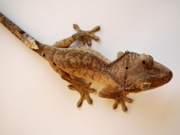 #CrestedGecko #GekonOrzęsiony #RhacodactylusCiliatus