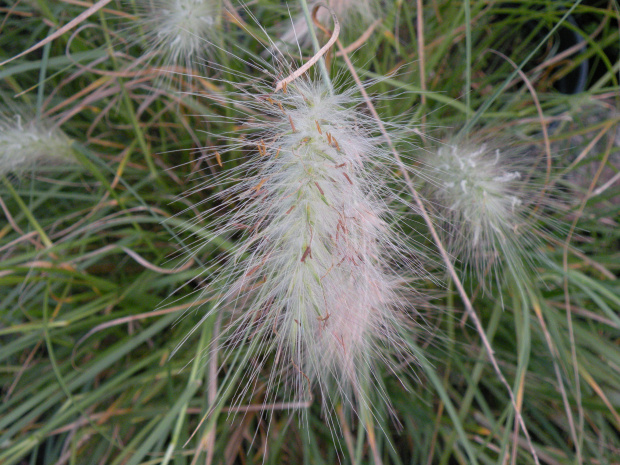 Pennisetum 'Nemira'