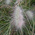 Pennisetum 'Nemira'