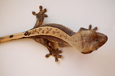 #CrestedGecko #GekonOrzęsiony #RhacodactylusCiliatus