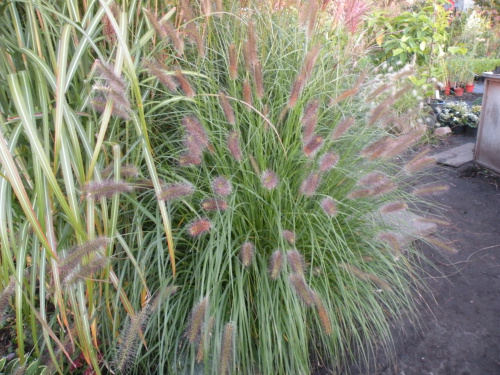 Pennisetum ?