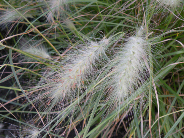 Pennisetum 'Nemira'