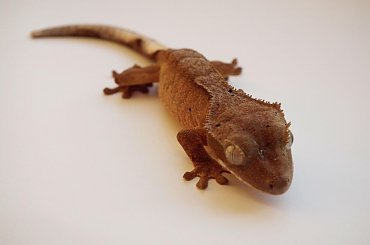 #CrestedGecko #GekonOrzęsiony #RhacodactylusCiliatus