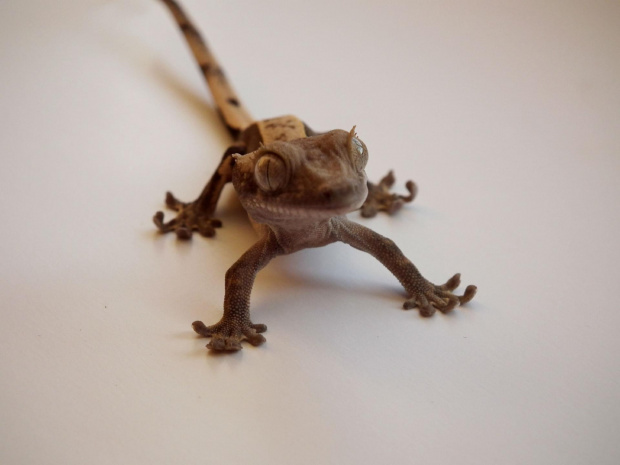 #CrestedGecko #GekonOrzęsiony #RhacodactylusCiliatus