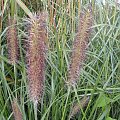 Pennisetum ?