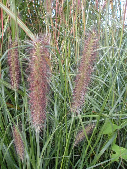 Pennisetum ?