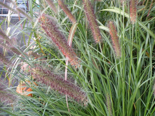 Pennisetum ?