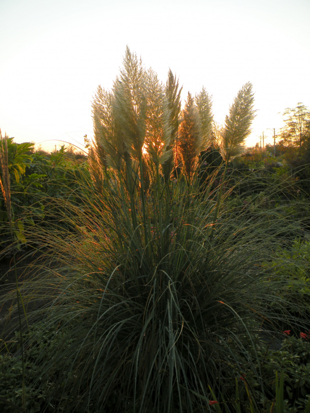 Cortaderia 'Pumila'