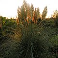 Cortaderia 'Pumila'