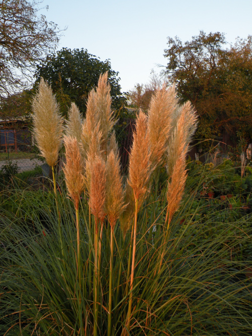 Cortaderia 'Pumila'