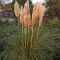 Cortaderia 'Pumila'