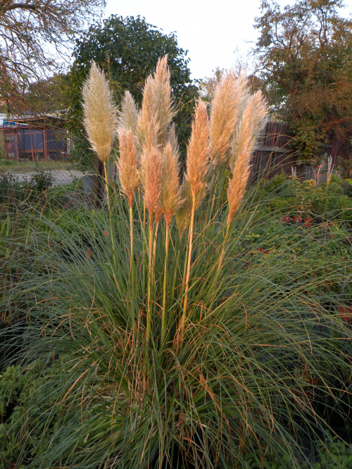 Cortaderia 'Pumila'