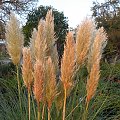 Cortaderia 'Pumila'