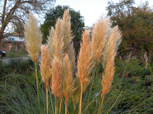 Cortaderia 'Pumila'