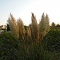 Cortaderia 'Pumila'