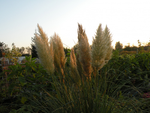 Cortaderia 'Pumila'