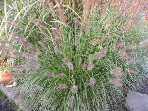 Pennisetum ?