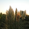 Cortaderia 'Pumila'