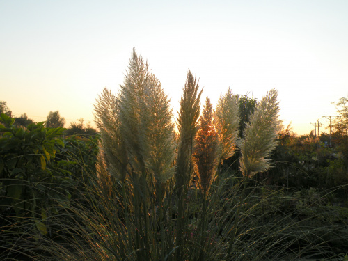 Cortaderia 'Pumila'