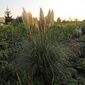 Cortaderia 'Pumila'