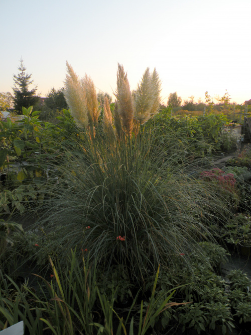 Cortaderia 'Pumila'