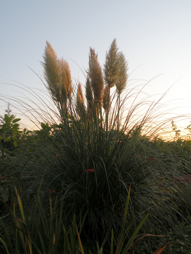 Cortaderia 'Pumila'