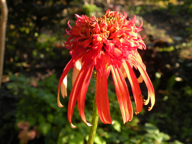 Echinacea 'Summer Salsa'