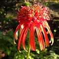 Echinacea 'Summer Salsa'