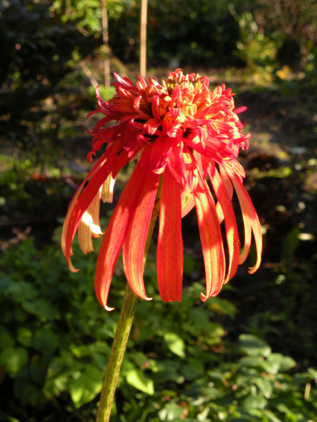 Echinacea 'Summer Salsa'