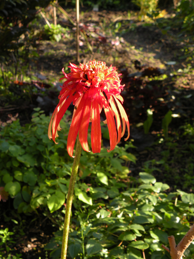 Echinacea 'Summer Salsa'