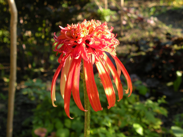 Echinacea 'Summer Salsa'