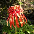 Echinacea 'Summer Salsa'