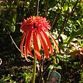 Echinacea 'Summer Salsa'