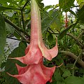 Brugmansia x candida f. pleno 'ANGELS HONEYMOON'