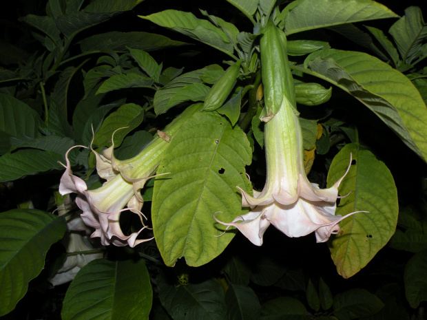 Brugmansia Hybride f. pleno 'ANGELS PINK PEARL'