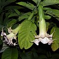 Brugmansia Hybride f. pleno 'ANGELS PINK PEARL'