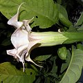 Brugmansia Hybride f. pleno 'ANGELS PINK PEARL'