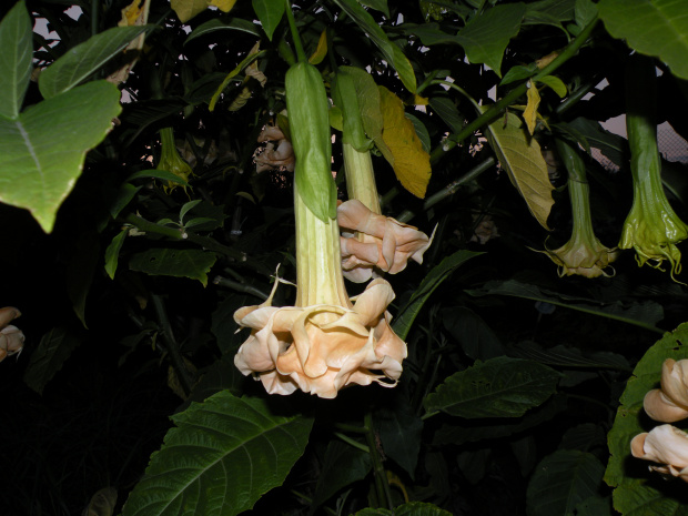 Brugmansia x candida f. pleno 'ANGELS FLIGHT'