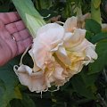 Brugmansia Hybride f. pleno 'ANGELS GOLDEN SHOWER'