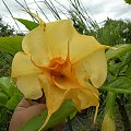 Brugmansia x candida f. pleno 'ANGELS SUNNY SMILE