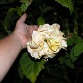 Brugmansia Hybride f. pleno 'ANGELS GOLDEN SHOWER'