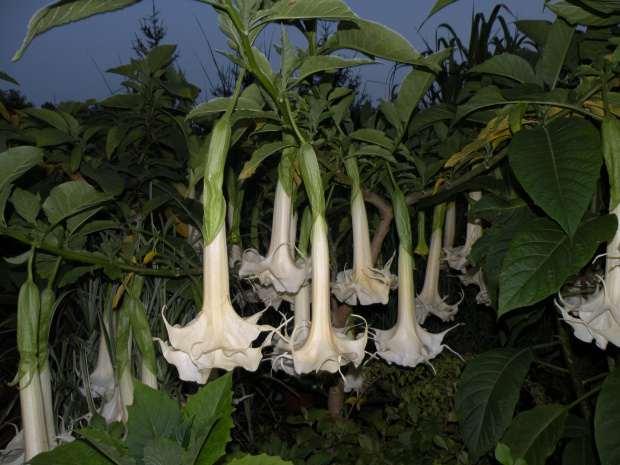 Brugmansia versicolor Hybride f. pleno 'ANGELS LONG JOHN'