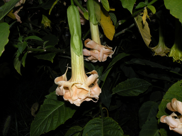 Brugmansia x candida f. pleno 'ANGELS FLIGHT'