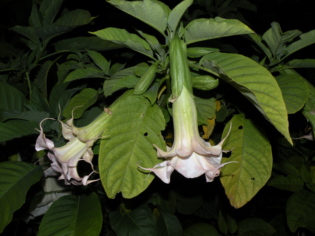 Brugmansia Hybride f. pleno 'ANGELS PINK PEARL'